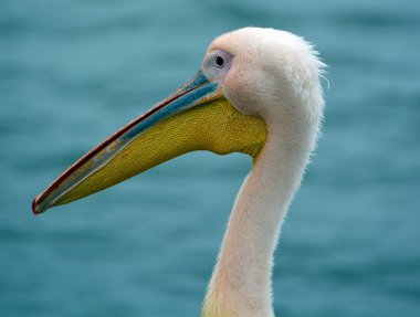 Büyük beyaz ya da doğu beyaz pelikan, pelikan veya beyaz pelikan, pelikan familyasından bir kuş türü. Güneydoğu Avrupa 'dan Asya' ya ve Afrika 'da bataklıklar ve sığ göllerde ürer..
