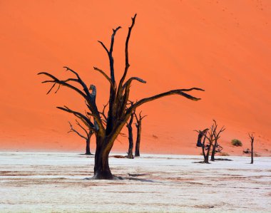 Deadvlei, Namibya 'daki Namib-Naukluft Parkı' nın içindeki Sossusvlei 'nin daha ünlü tuz tepsisi yakınlarında bulunan bir tavadır. Ayrıca Deadvlei ya da Dead Vlei olarak da bilinir, adı 
