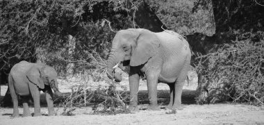 Çöl filleri, Namib ve Sahra çöllerindeki evlerini kuran Afrika çalı filleridir (Loxodonta africana).