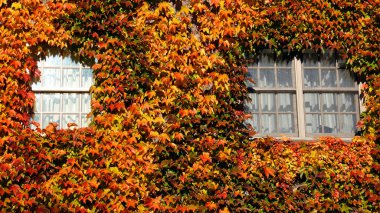 sonbahar yaprakları ev penceresinde