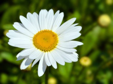 Eucanthemum vulgare, öküz gözlü papatya veya öküz gözlü papatya, Avrupa ve Asya 'nın ılıman bölgelerinde yetişen ve Kuzey Amerika, Avustralya ve Yeni Zelanda' ya tanıtılan bir bitkidir.