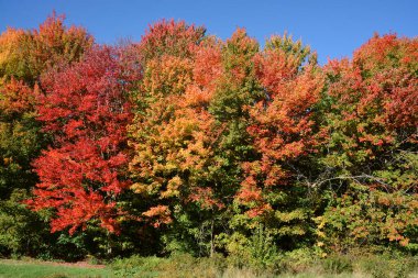 Güzel bir sonbahar armut ağacı, kızıl yapraklarıyla güneşli bir Rusya gününde ormanda yapayalnız. 