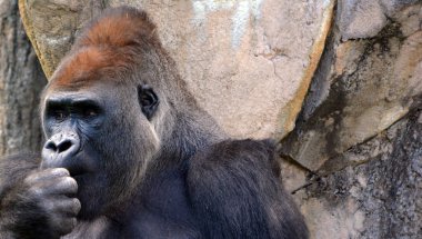 Gümüş sırtlı goriller, Orta Afrika ormanlarında yaşayan çoğunlukla otobur maymunlardır. Gorillerin DNA 'sı insanlarınkine çok benzer,% 9599 oranında.