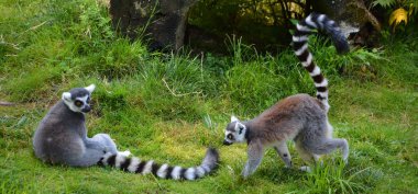 Halka kuyruklu lemur (Lemur catta), uzun, siyah ve beyaz halkalı kuyruğundan dolayı en çok tanınan lemurdur.. 