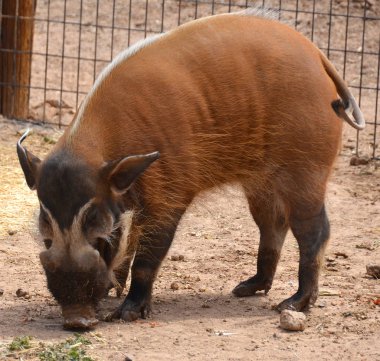 Kırmızı nehir domuzu (