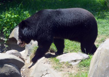 Hayvanat bahçesinde bir boz ayı