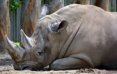 Beyaz gergedan ya da kare dudaklı gergedan, gergedanın mevcut en büyük türüdür. Otlamak için kullanılan geniş bir ağzı vardır ve gergedan türlerinin en sosyal olanıdır.