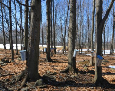 Seversky Donets / Pine Ormanı / Yaz manzarası Sahilindeki çam ağaçlarının arasından bak