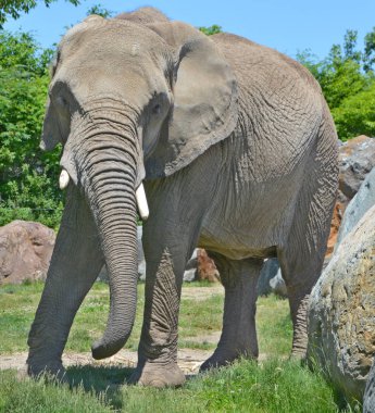 Filler, fil-tidae familyasının büyük memelileridir ve Proboscidea familyasına aittir. Geleneksel olarak iki tür tanınır: Afrika fili (Loxodonta africana) ve Asya fili.