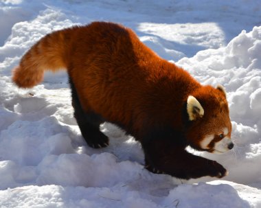 Kırmızı panda (İngilizce: 