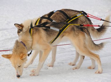 MONTREAL QUEBEC CANADA 02: 12 2012: Montreal 'e Ocak 2012' de köpek kızağı geldi..