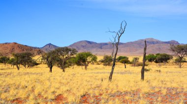 Namib çölündeki ölü ağaçların manzarası, namibya