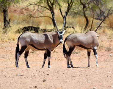 Namib-Naukluft Ulusal Parkı (İngilizce: Gemsbock veya Jemsbuck) Namib-Naukluft Ulusal Parkı, Namib Çölü 'nün bir parçasıdır.