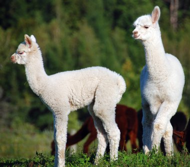 Alpaca, Güney Amerika kamelyasının evcil bir türüdür. Görünüşte küçük bir lama gibi görünüyor. Alpakalar Güney Peru And Dağları 'nın eteklerinde otlayan sürüler halinde tutuluyor.