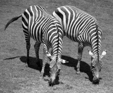 Zebralar, kendilerine özgü siyah ve beyaz çizgileriyle birleşmiş birkaç Afrika donanımı (at ailesi) türüdür.