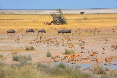 Thomson ceylanı (Eudorcas thomsonii) en bilinen ceylanlardan biridir. Adını kâşif Joseph Thomson 'dan almıştır, Etosha Ulusal Parkı Namibya' nın kuzeybatısında bir milli parktır.. 