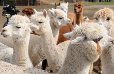 Alpaca, Güney Amerika kamelyasının evcil bir türüdür. Görünüşte küçük bir lama gibi görünüyor. Alpakalar Güney Peru And Dağları 'nın eteklerinde otlayan sürüler halinde tutuluyor.