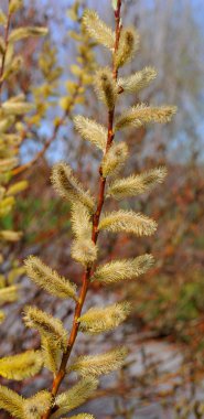 İlkbaharda genç bir bitkinin yakınında.