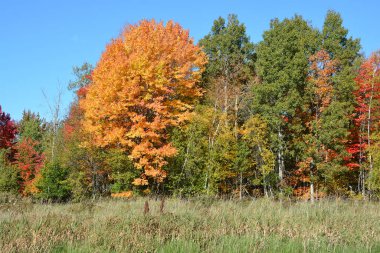 Doğudaki Bromont, Quebec, Kanada 'da sonbahar manzarası