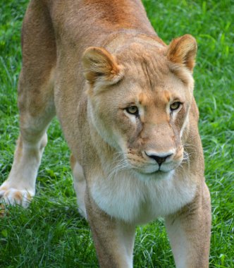 Aslan, Panthera cinsindeki dört büyük kediden biridir ve Felidae familyasının bir üyesidir.