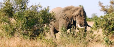 Kruger Ulusal Parkı 'ndaki Fil Vahşi Yaşam Safarisi, Güney Afrika' nın ana seyahat noktası..