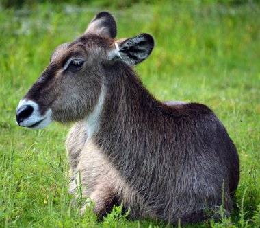 Su geyiği (Kobus ellipsiprymnus), Afrika 'da yaygın olarak bulunan bir antiloptur. Bovidae familyasının Kobus cinsinde yer almaktadır..