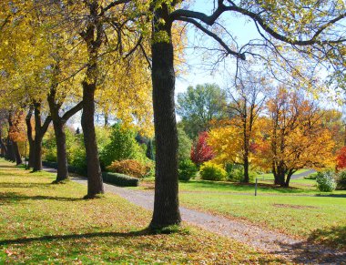 Renkli sonbahar manzarası, parkta güneşli bir gün. Louisville, Kentucky yakınlarındaki Bernheim Botanik ve Araştırma Ormanı.