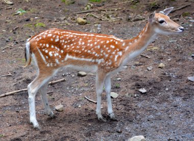 Fallow deer (Dama dama), Cervidae familyasından bir memeli türü. Bu yaygın tür Batı Avrasya 'ya özgüdür.,