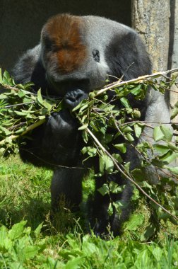 Gümüş sırtlı goriller, Orta Afrika ormanlarında yaşayan çoğunlukla otobur maymunlardır. Gorillerin DNA 'sı insanlarınkine çok benzer,% 9599 oranında.