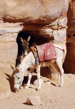 Ürdün, Petra 'da renkli geleneksel koşumlu eşekler antik Nabatean şehrinde turistleri taşırdı.