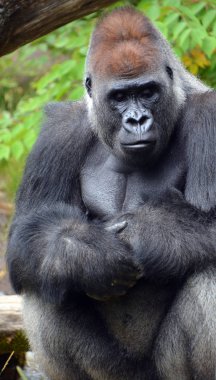 Goriller var olan en büyük primat türüdür. Onlar, Orta Afrika ormanlarında yaşayan, çoğunlukla otobur maymunlardır..