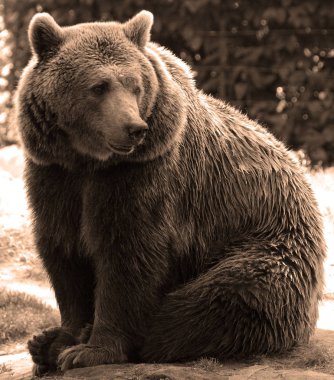 Boz ayı, ya da boz ayı olarak da bilinen, genellikle Kuzey Amerika 'nın batısındaki dağlarda yaşayan kahverengi ayıların bir alt türüdür..