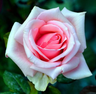 Gül, gülgiller (Rosaceae) familyasından, Rosa cinsinin uzun ömürlü bir çiçeğidir. Yüzden fazla tür ve binlerce tarla kuşu var..