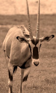 Doğu Afrika antilobu (