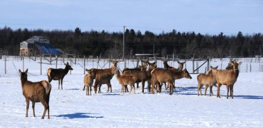 Kızıl geyikler çift ayak parmakları ve dört odalı mideyle karakterize edilen geviş getiren hayvanlardır. Genetik kanıtlar gösteriyor ki, geleneksel olarak tanımlanan kırmızı geyik bir tür grubudur..