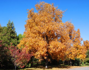 Kore 'nin Cheongju şehrindeki Mindongsan botanik bahçesindeki akçaağaç.