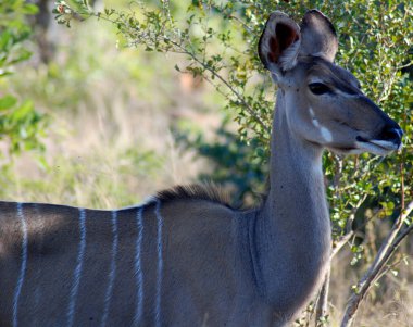 Hluhluwe imfolozi parkı Güney Afrika, Impala (Aepyceros melampus) doğu ve güney Afrika 'da bulunan orta büyüklükte bir antiloptur..
