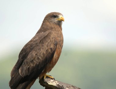 Hluhluwe imfolozi parkı Güney Afrika, Steppe kartalı (Aquila nipalensis) yırtıcı bir kuştur. Tüm kartallar gibi o da Accipitridae ailesine ait.. 