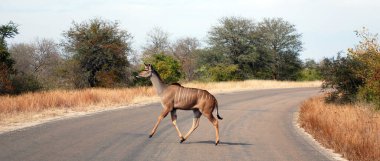 Güney Afrika Kruger Parkı 'nda Kudus