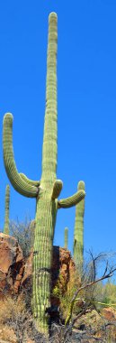 Saguaro Ulusal Parkı, Arizona 'nın güneydoğusundaki Pima County Tucson' da Sonoran Çölü manzaraları, fauna ve flora 'da bulunan bir ulusal parktır..
