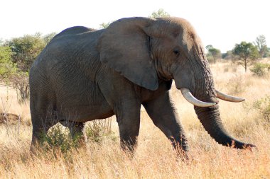 Kruger parkı Güney Afrika: Afrika filleri Loxodonta cinsinin iki mevcut türünden oluşur: Afrika fili ve daha küçük Afrika orman fili..