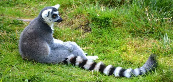 环尾狐猴 Lemur Catta 是一种大型的链球菌灵长类动物 也是最有名的狐猴 因为它有长长的黑白相间的环尾 — 图库照片