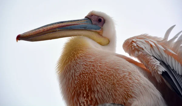 Grande Pelicano Branco Branco Oriental Pelicano Rosado Pelicano Branco Pássaro — Fotografia de Stock