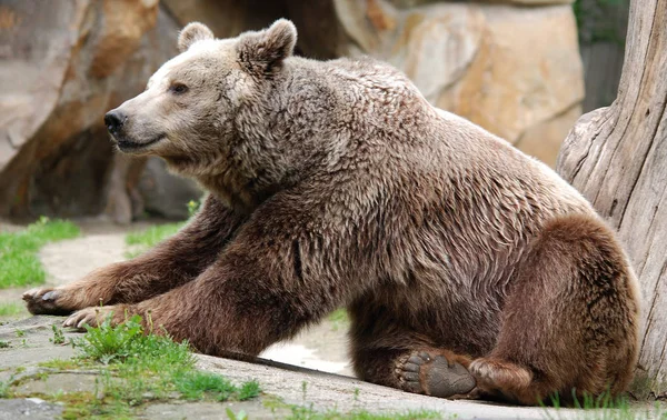 The grizzly bear also known as the silvertip bear, the grizzly, or the North American brown bear, is a subspecies of brown bear that generally lives in the uplands of western North America.