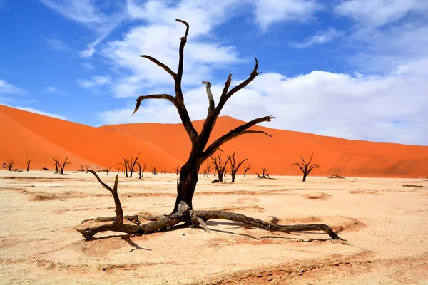 Deadvlei Vit Lerpanna Som Ligger Nära Den Mer Kända Saltpannan — Stockfoto