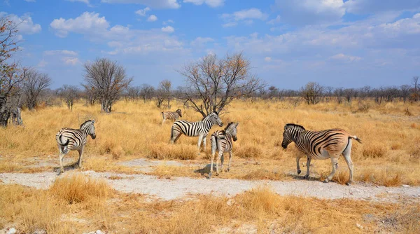 Zebras 是非洲马科的几个物种 它们因其独特的黑白条纹而联合在一起 埃托沙国家公园是纳米比亚西北部的一个国家公园 — 图库照片