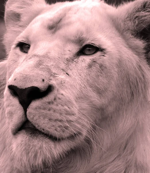 白狮是狮子罕见的颜色变异 直到2009年 白狮的第一次骄傲被重新引入野外 人们普遍认为白狮无法在野外生存 — 图库照片