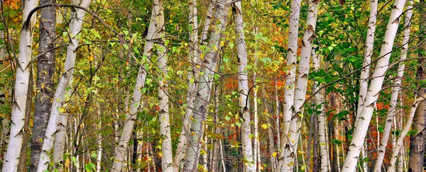 Bromont Quebec Bahar Zamanı Huş Ağacı Ormanı — Stok fotoğraf