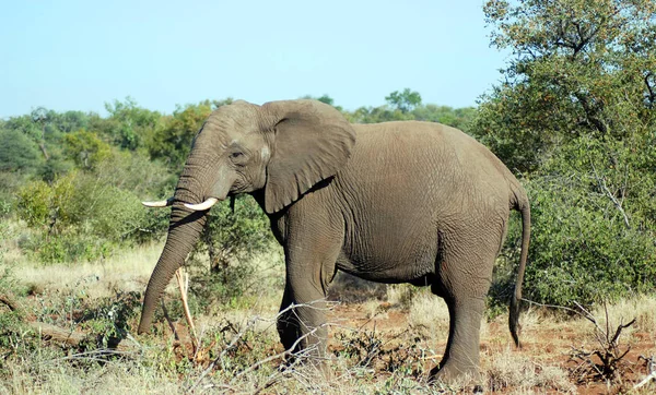 Elephant Wildlife Safari Národním Parku Kruger Hlavní Destinace Pro Cestování — Stock fotografie