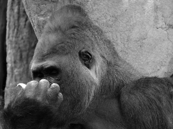 Las Gorilas Doradas Son Tierra Principalmente Simios Herbívoros Que Habitan — Foto de Stock